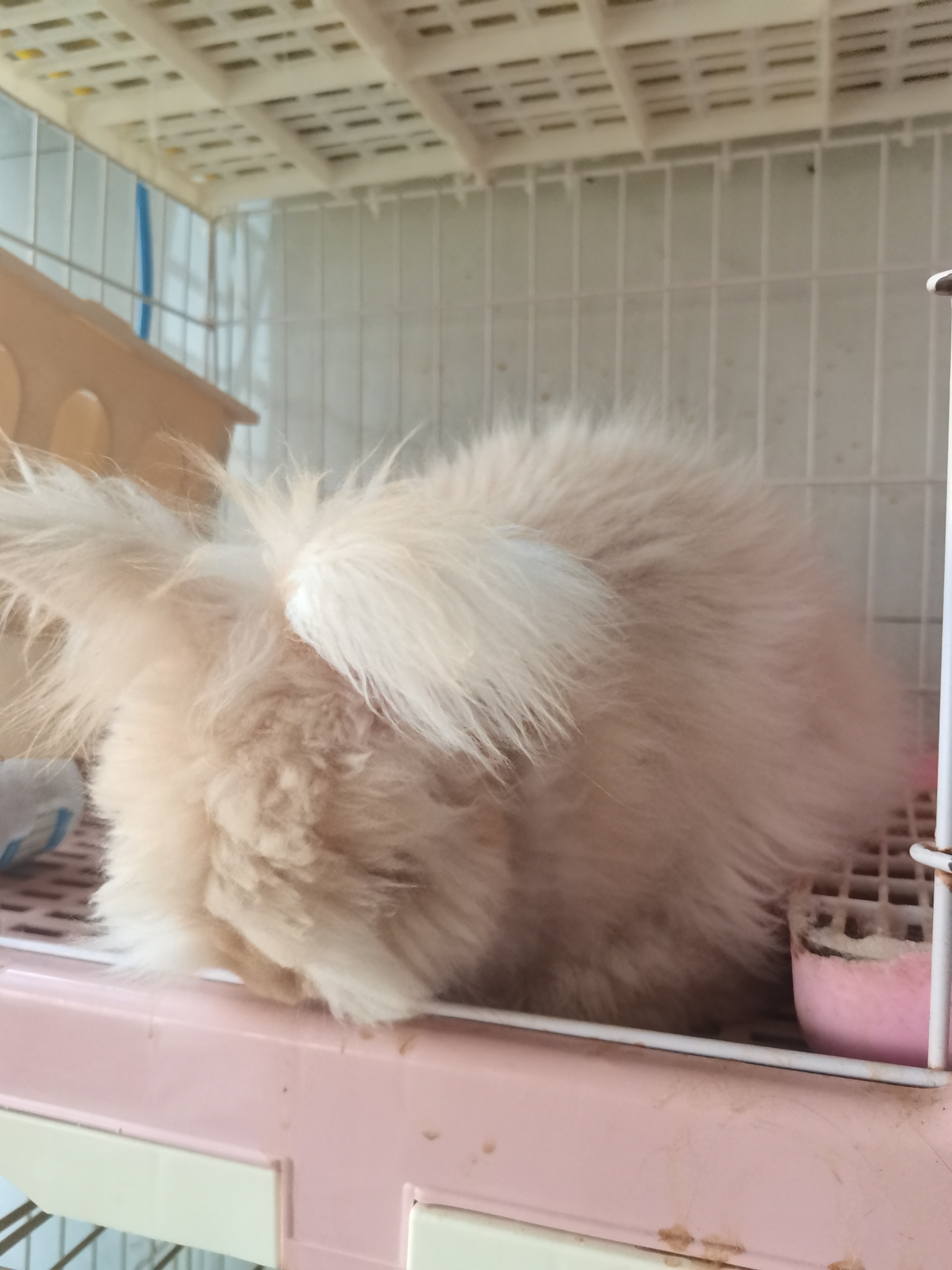 英系双血统奶黄安哥拉兔，打好疫苗发货，健康包活到家